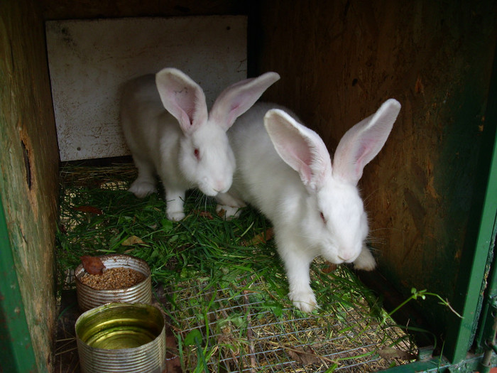 la varsta de 3 luni au avut 3kg(bucata) - 1 iepuri August-2011