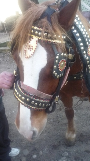 caputan salba(zgarda)04