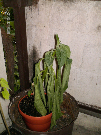 atacata de ceva daunator... - BRUGMANSIA-trompeta ingerului