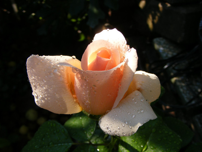Andre le Notre; Theahybrid,floare mare,pana la 64 petale,scobita,parfum puternic-Damasc(5 din 5 puncte)-mosc,smirna,
