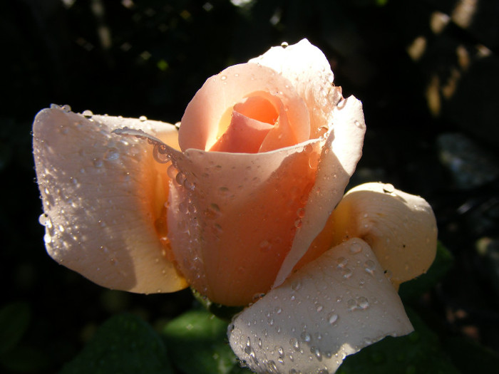 Andre le Notre; Theahybrid,floare mare,pana la 64 petale,scobita,parfum puternic-Damasc(5 din 5 puncte)-mosc,smirna,
