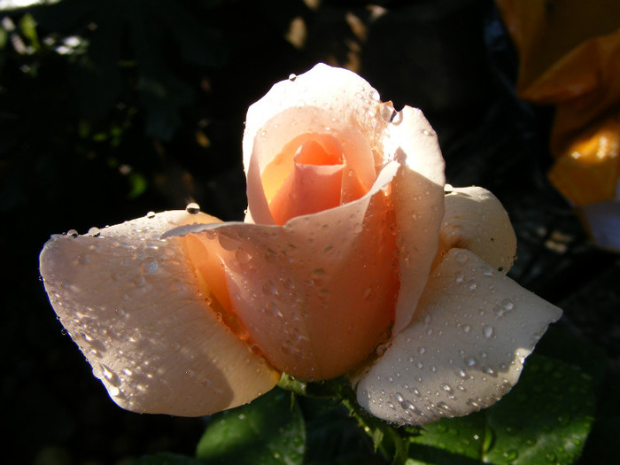Andre le Notre; Theahybrid,floare mare,pana la 64 petale,scobita,parfum puternic-Damasc(5 din 5 puncte)-mosc,smirna,
