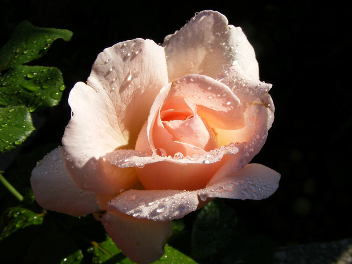 Andre le Notre; Theahybrid,floare mare,pana la 64 petale,scobita,parfum puternic-Damasc(5 din 5 puncte)-mosc,smirna,
