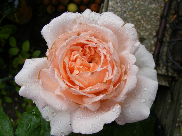 Andre le Notre; Theahybrid,floare mare,pana la 64 petale,scobita,parfum puternic-Damasc(5 din 5 puncte)-mosc,smirna,
