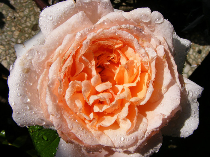 Andre le Notre; Theahybrid,floare mare,pana la 64 petale,scobita,parfum puternic-Damasc(5 din 5 puncte)-mosc,smirna,
