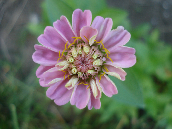 Zinnia elegans (2011, August 02)