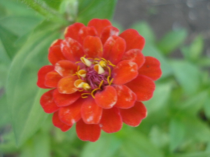 Zinnia elegans (2011, August 02) - ZINNIA Elegans