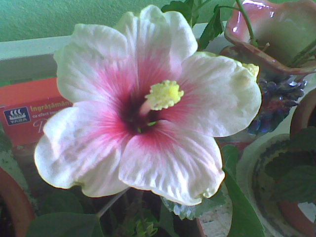 Imag012 - HIBISCUS 2011-2012-2013