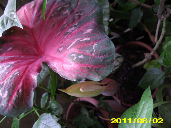 caladium cu floare