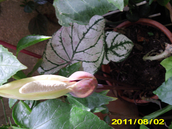Picture 001 - flori