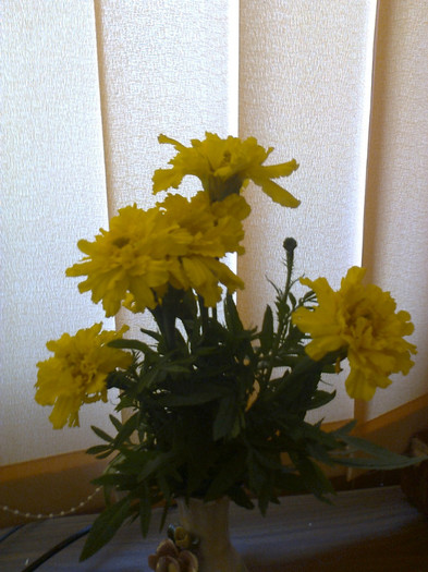 Fotografie0040 - Flori de gradina si de interior