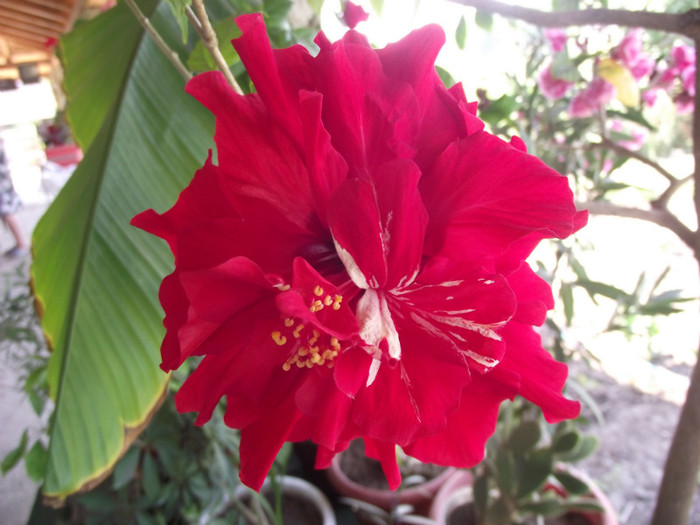 asta cred ca e defect