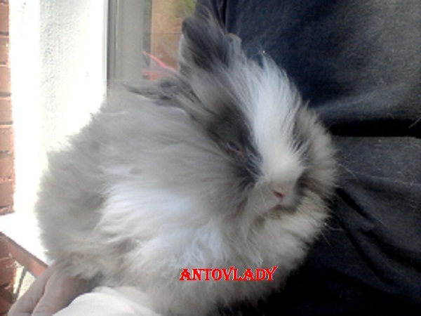 Unul dintre puii mei