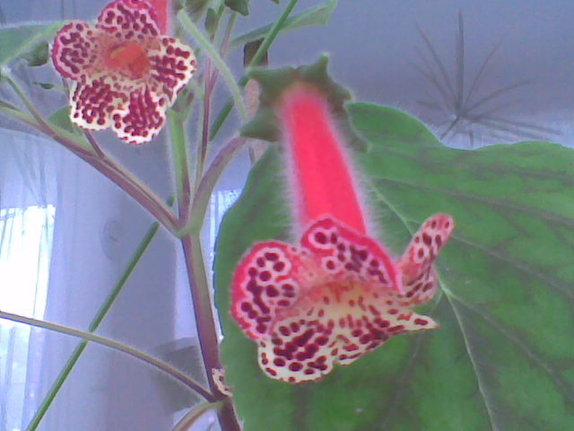  - Florile mele de interior  2011