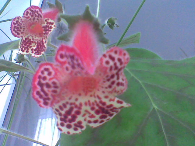 Imag018 - Florile mele de interior  2011