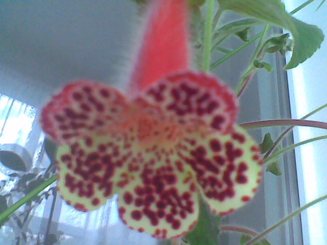Imag019 - Florile mele de interior  2011