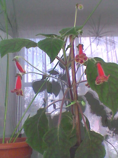 Imag020 - Florile mele de interior  2011