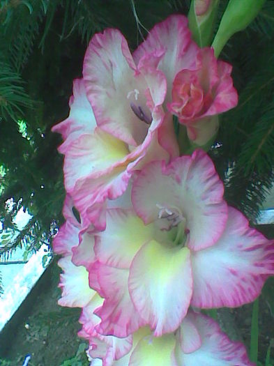 Imag025 - Gladiole 2011