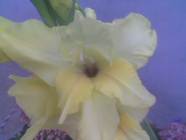 Imag041 - Gladiole 2011