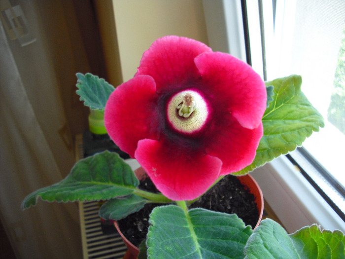 CIMG5383 - gloxinia 2011