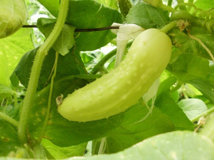 P8030637