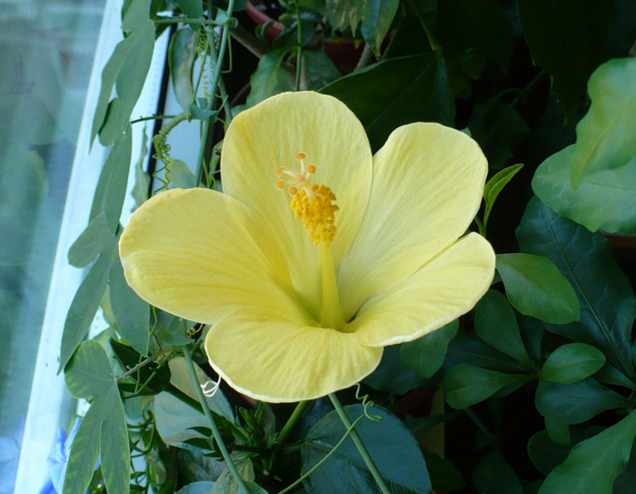 31 iulie - hibiscusi 2011