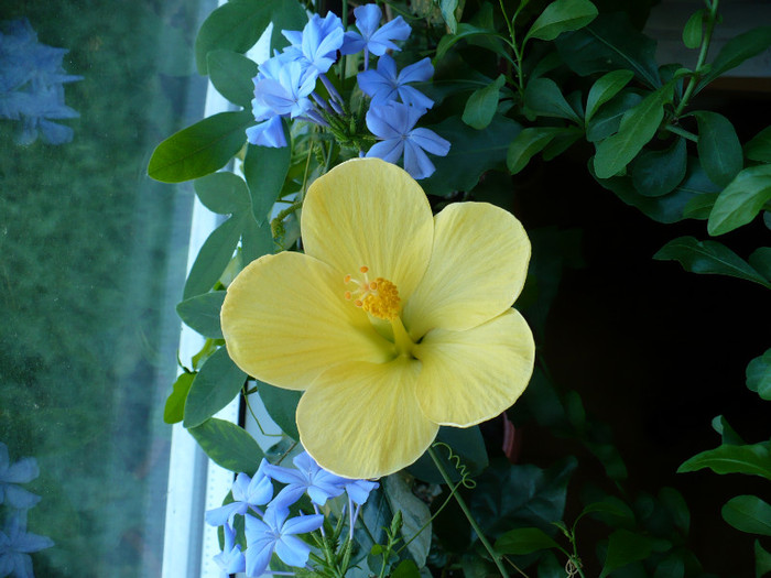31 iulie - hibiscusi 2011