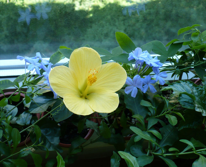 P1350017 - hibiscusi 2011