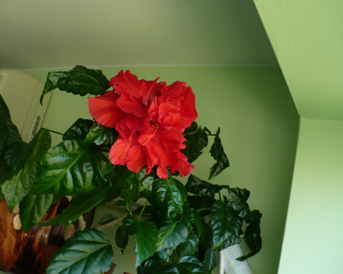 P1350022 - hibiscusi 2011