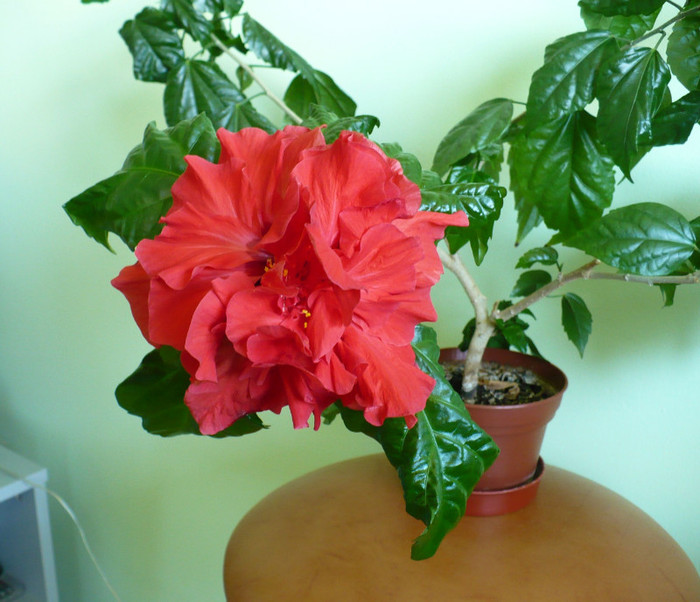 P1350026 - hibiscusi 2011