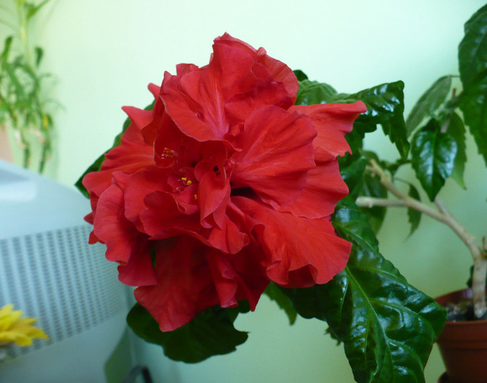 P1350028 - hibiscusi 2011