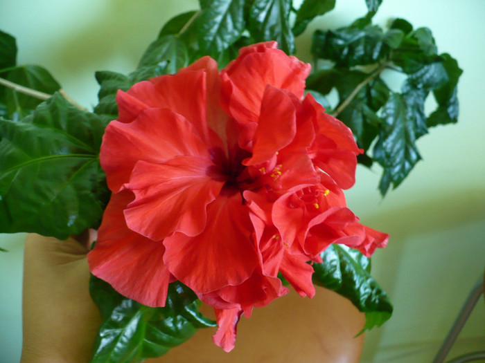 P1350031 - hibiscusi 2011