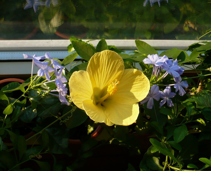 P1350037 - hibiscusi 2011
