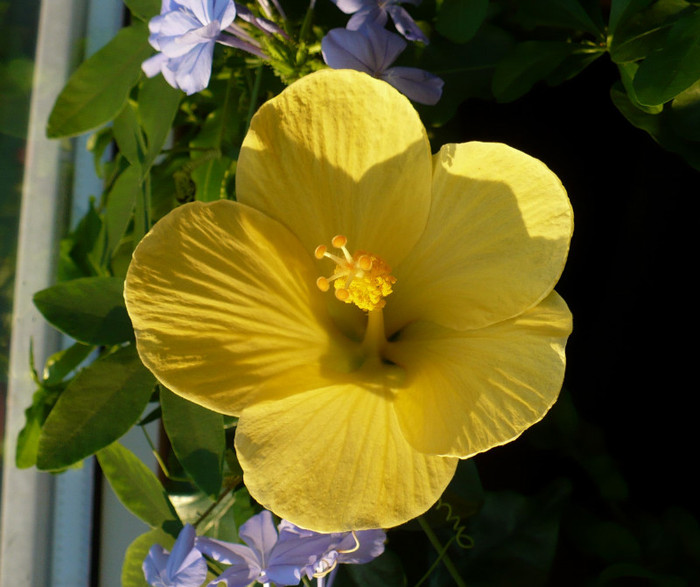 P1350038 - hibiscusi 2011