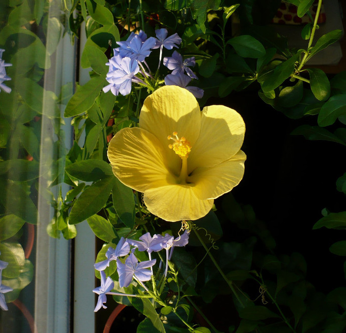 P1350039 - hibiscusi 2011