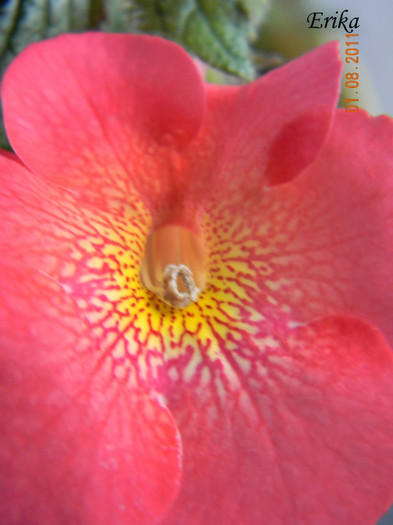 Aquarius 01-08-2011  - Achimenes 2011 - 2017
