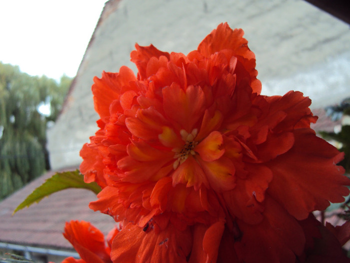 DSC02954