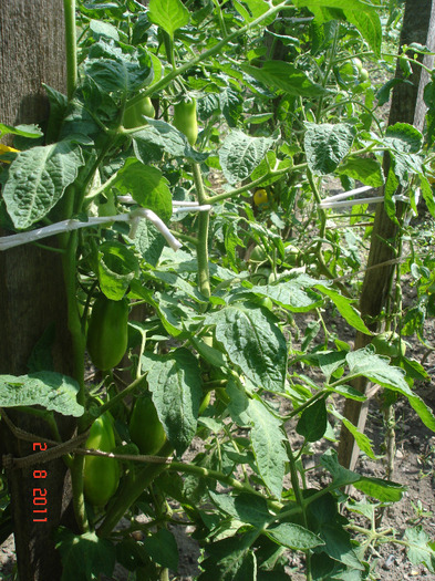 DSC02814 - Legume