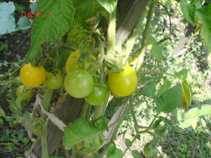 cherry galbene - Legume