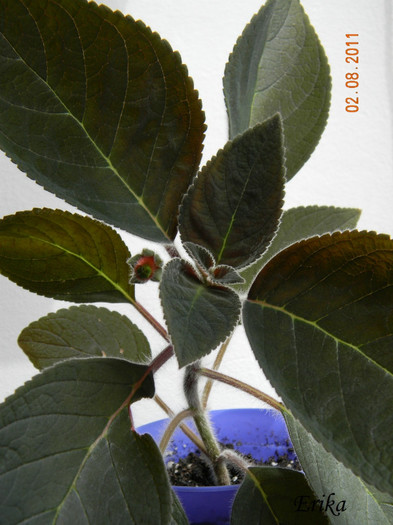 Multifolia 02-08-2011