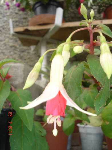 DSC02620 - Fuchsia 2011