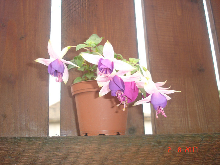 DSC02749 - Fuchsia 2011