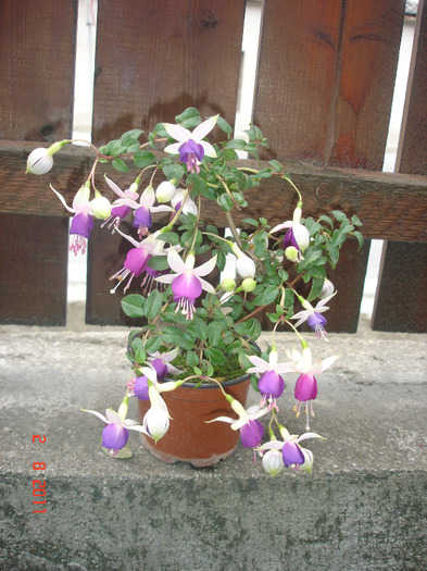 DSC02759 - Fuchsia 2011