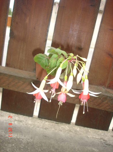 DSC02761 - Fuchsia 2011