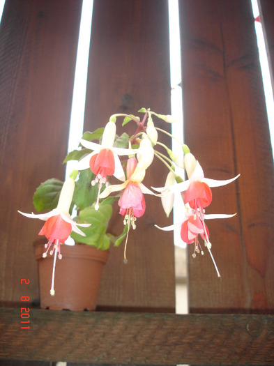 DSC02763 - Fuchsia 2011