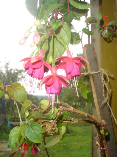 DSC02768 - Fuchsia 2011