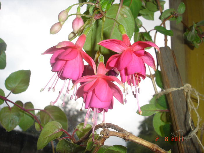 DSC02770 - Fuchsia 2011