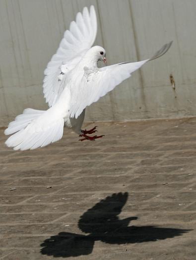 famous pigeons; famous pigeons
