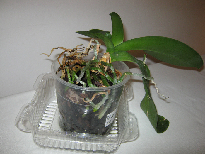 Orhideea 1