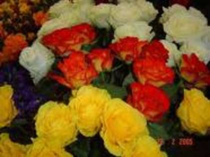 images (9) - poze trandafiri